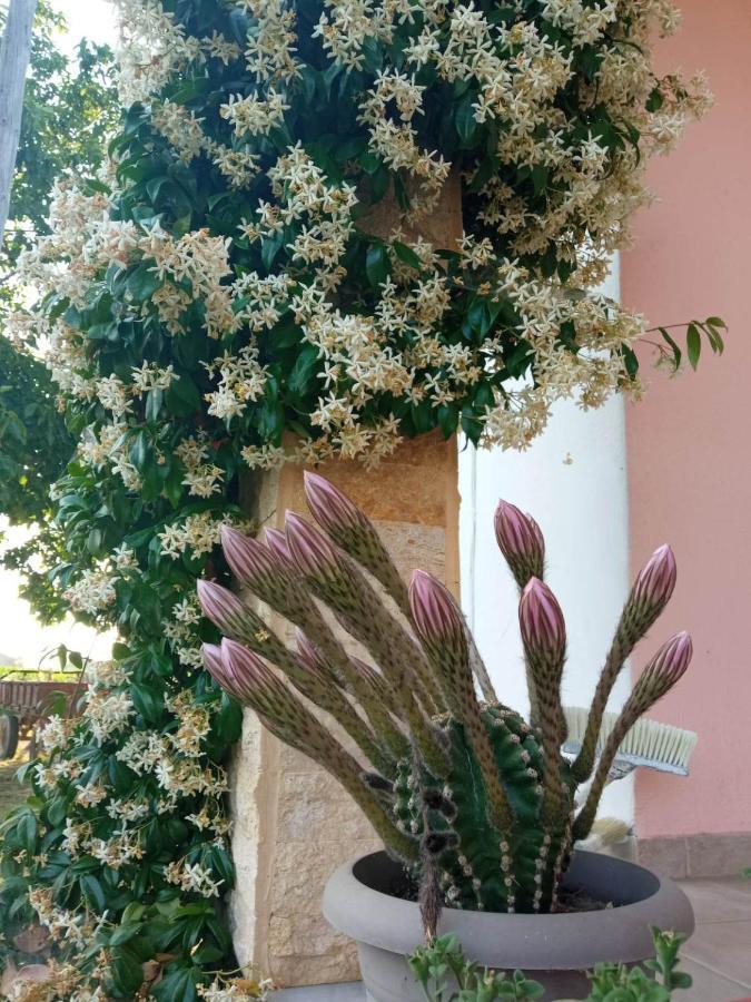Villa Erasmia Dekarcho Εξωτερικό φωτογραφία